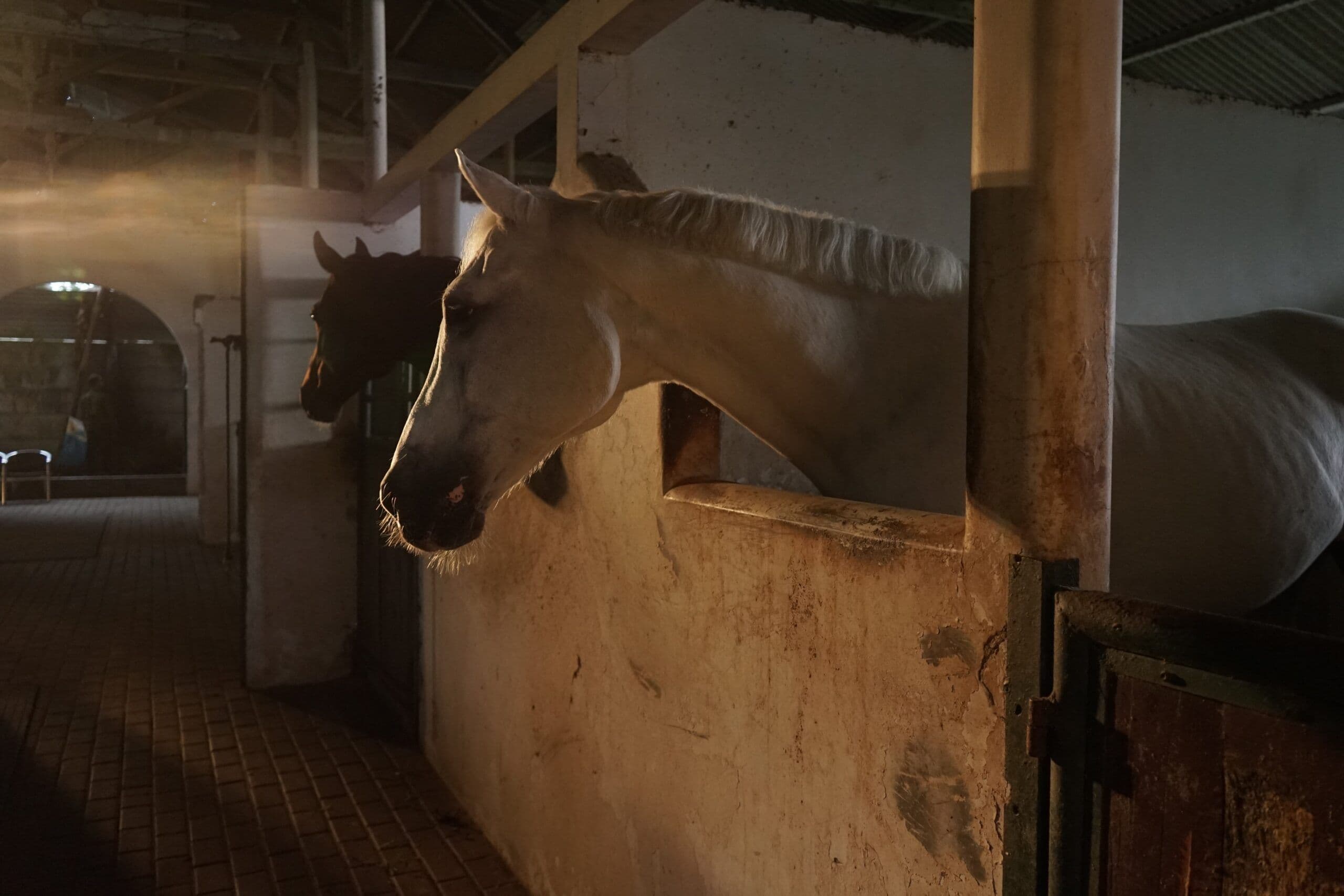 masbebet horses 8026521 scaled